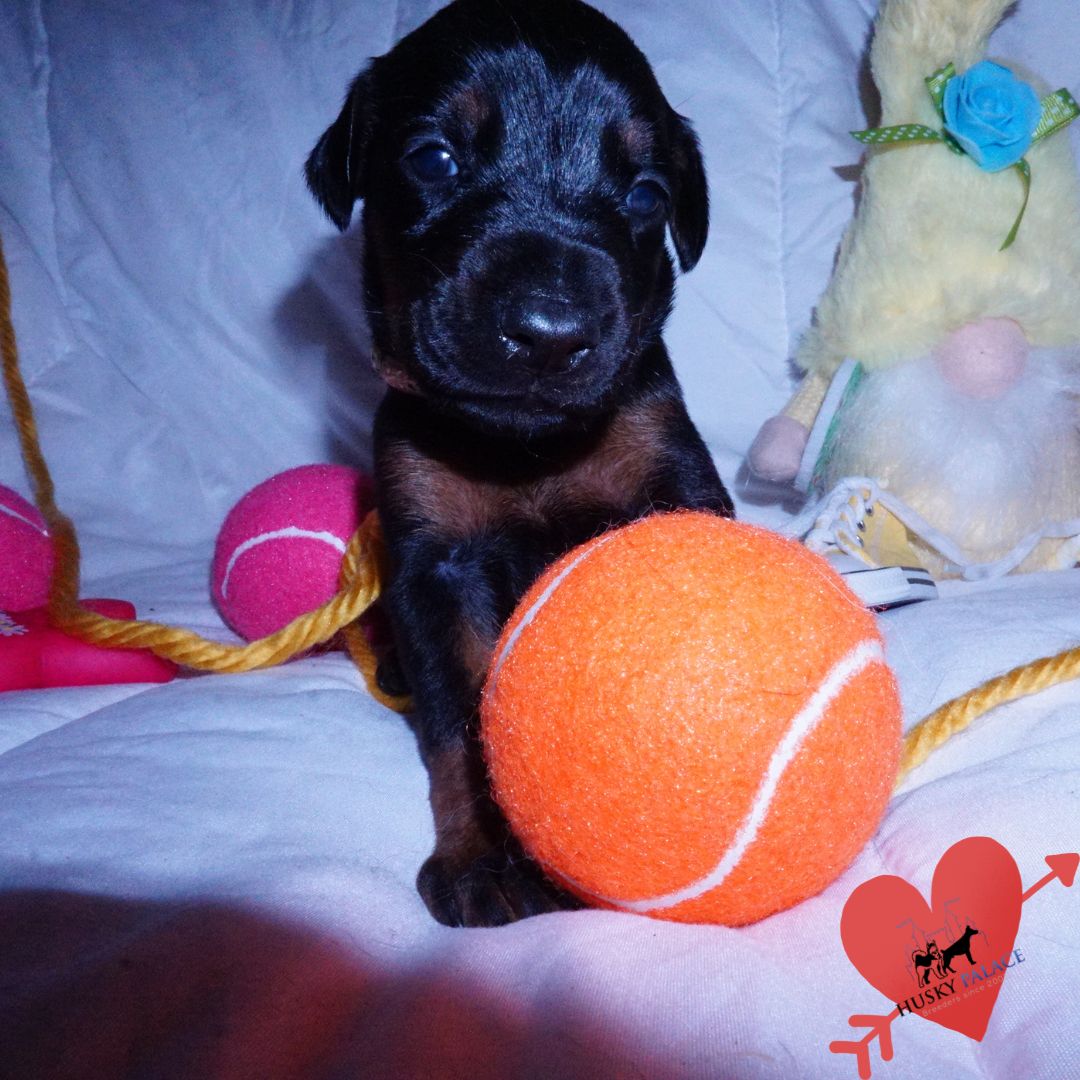kya European Doberman Puppy European Doberman Puppy