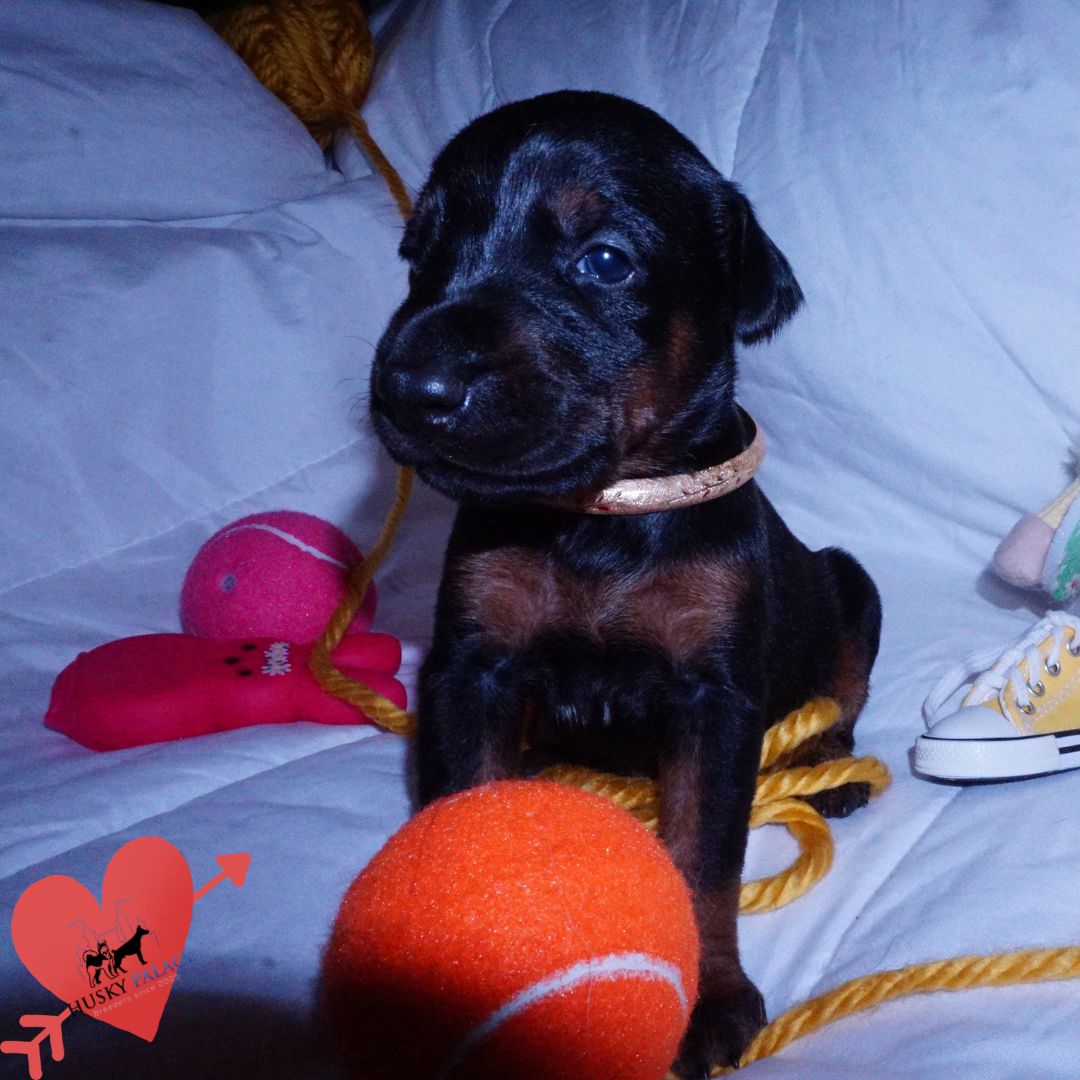 kya, European Doberman Puppy European Doberman Puppy