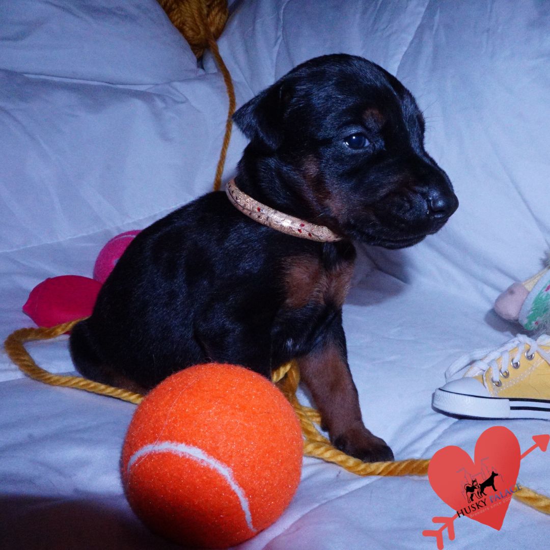 kya – European Doberman Puppy European Doberman Puppy