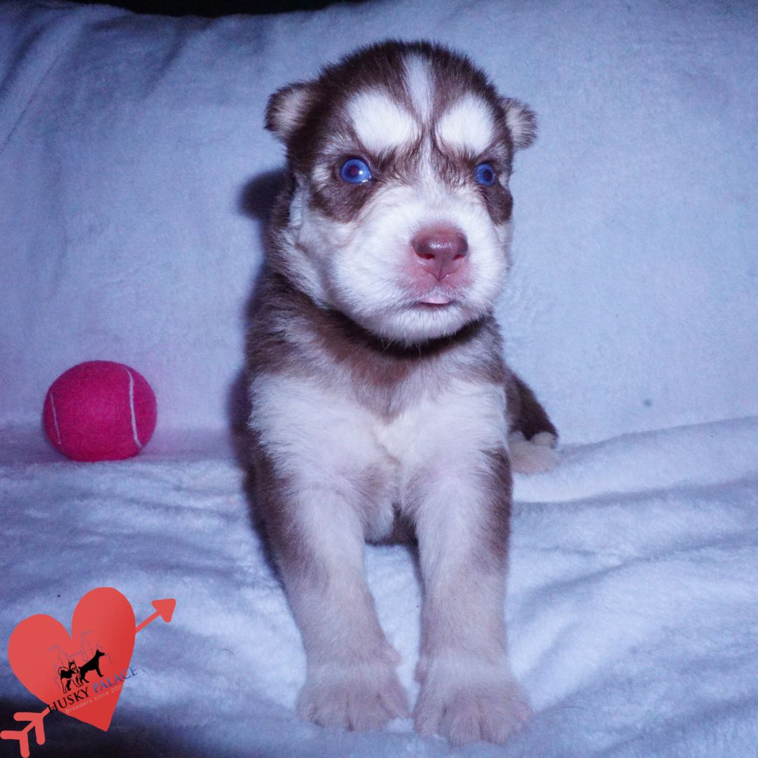 panama Red Husky Puppy Red Husky Puppy