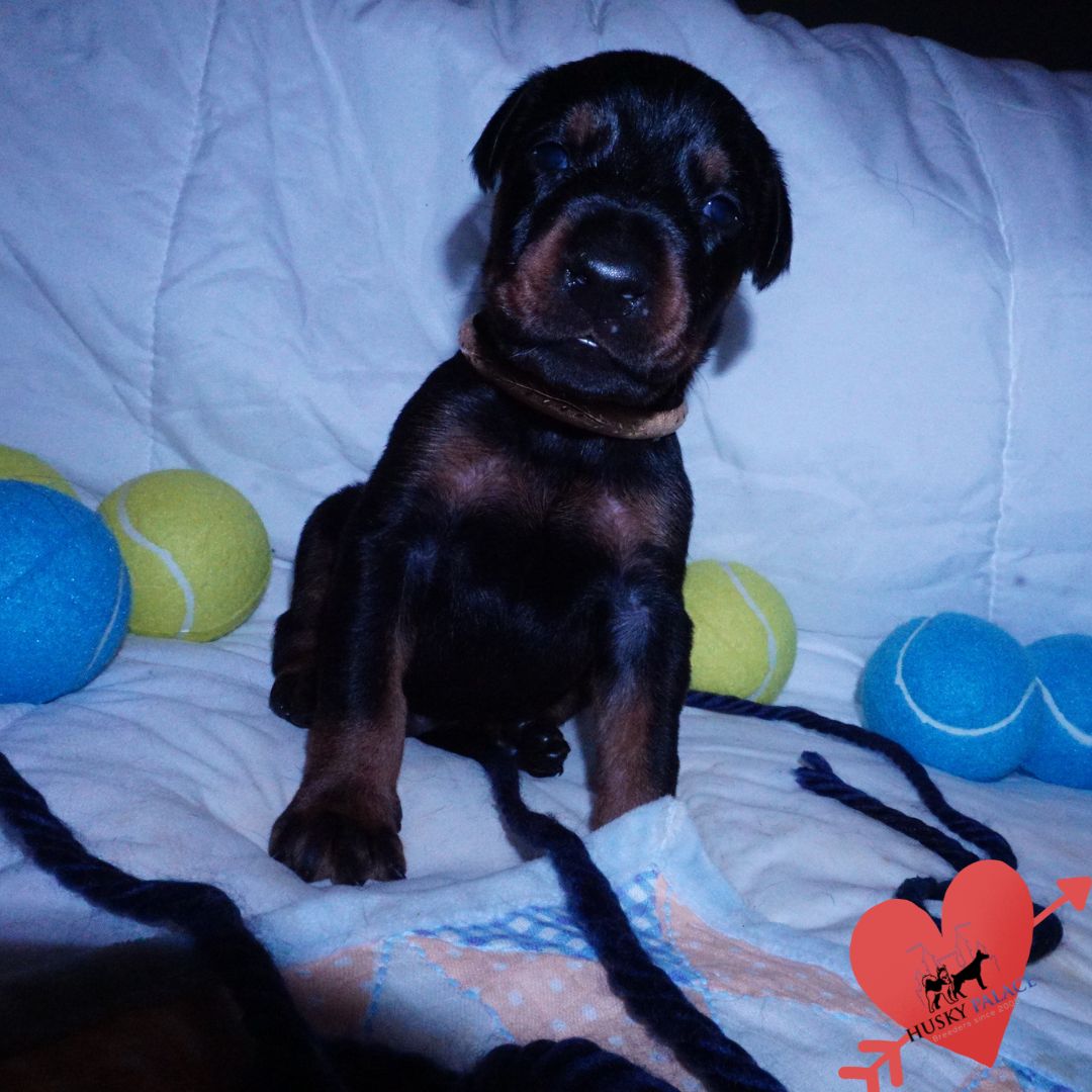 sokka Doberman Pinscher Puppies For Sale Doberman Pinscher Puppies For Sale