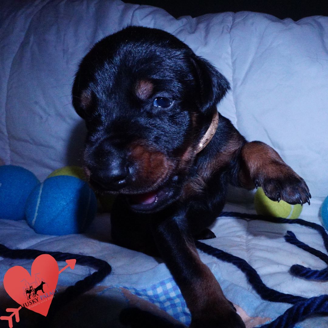 sokka, Doberman Pinscher Puppies For Sale Doberman Pinscher Puppies For Sale