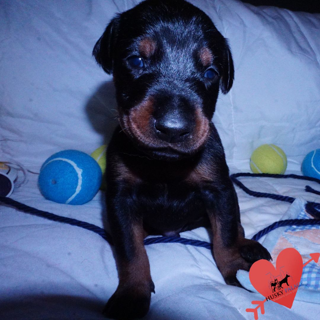 sokka – Doberman Pinscher Puppies For Sale Doberman Pinscher Puppies For Sale
