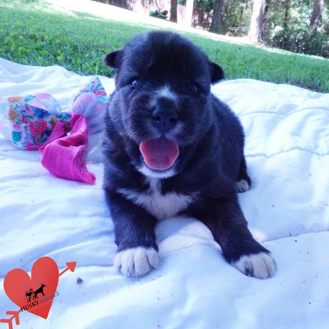 AKC Husky Puppies