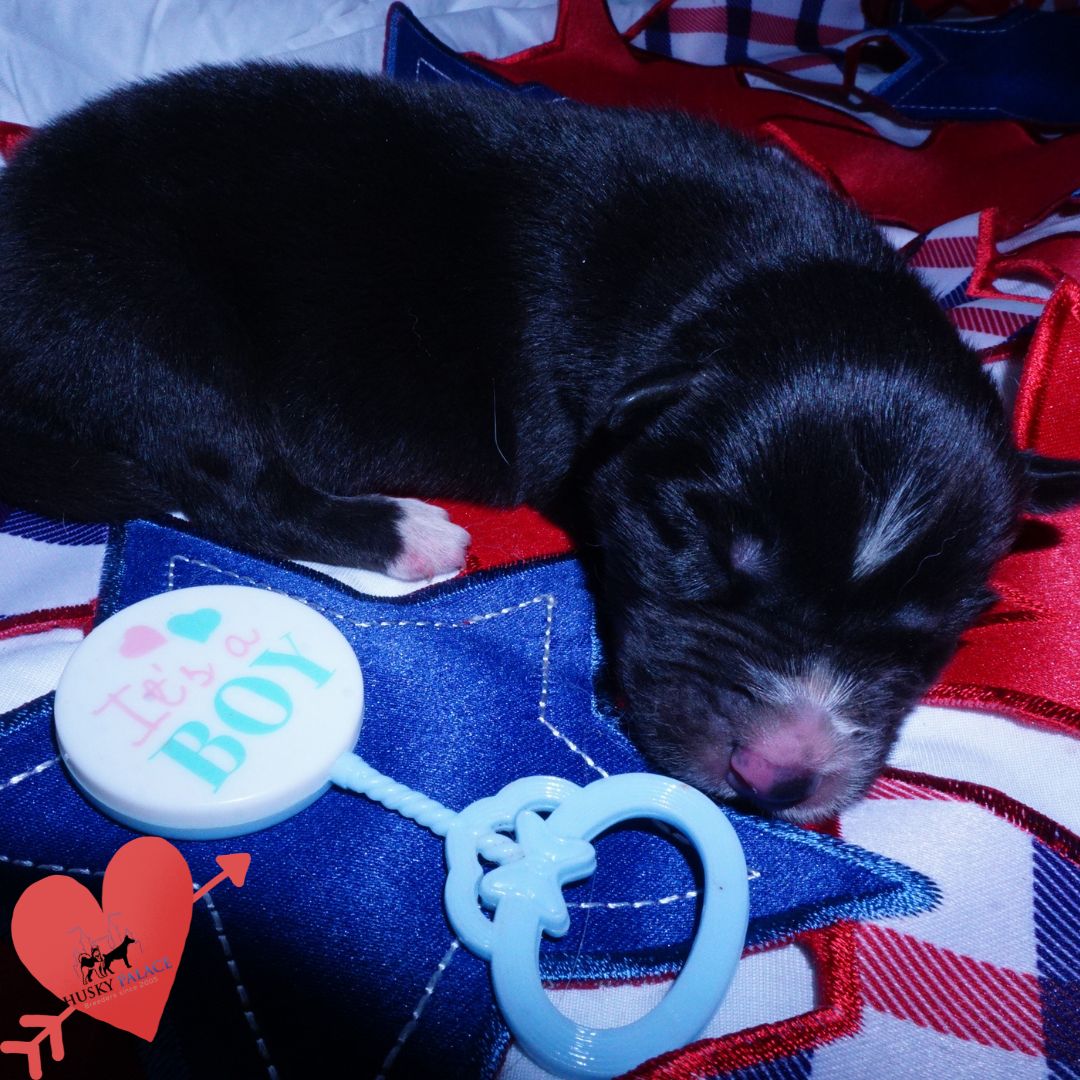 Siberian Husky Puppies For Sale