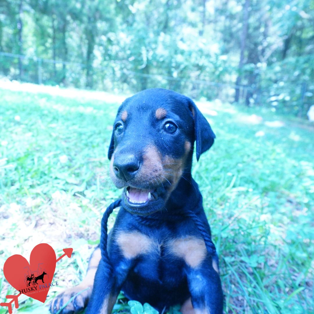 100% Euro Doberman
