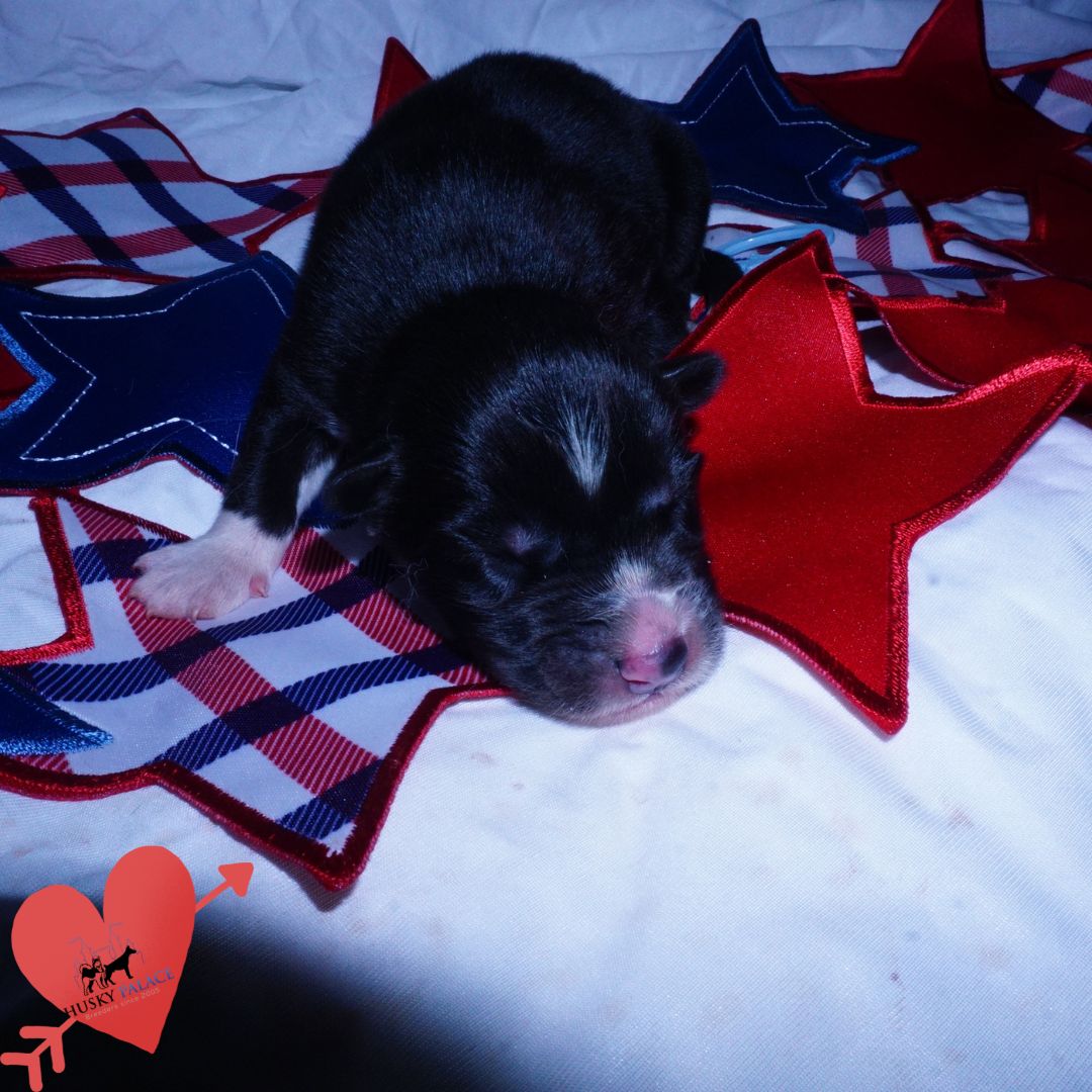 Siberian Husky Puppies For Sale