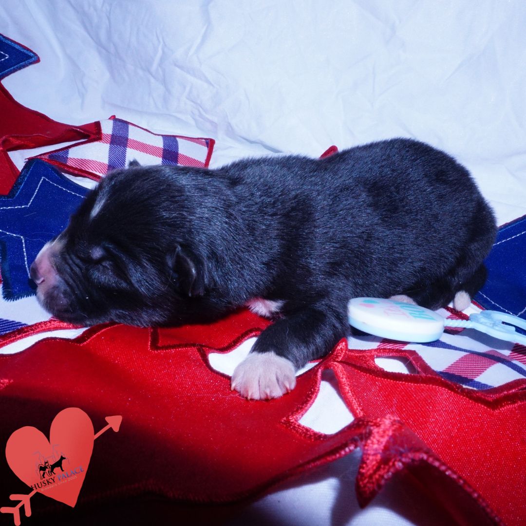 Siberian Husky Puppies For Sale