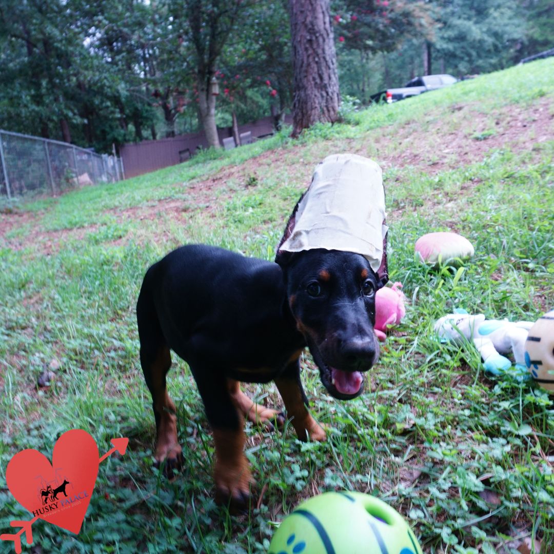 AKC European Doberman