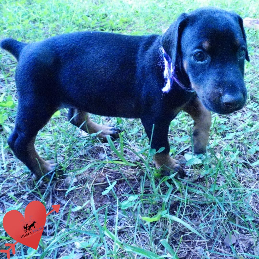 AKC European Doberman