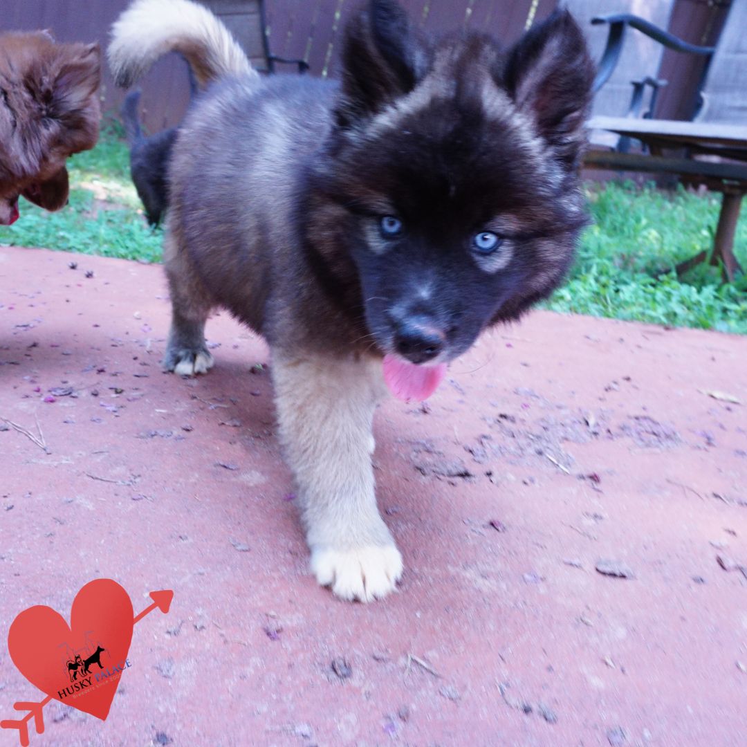 AKC Husky Puppies charlotte