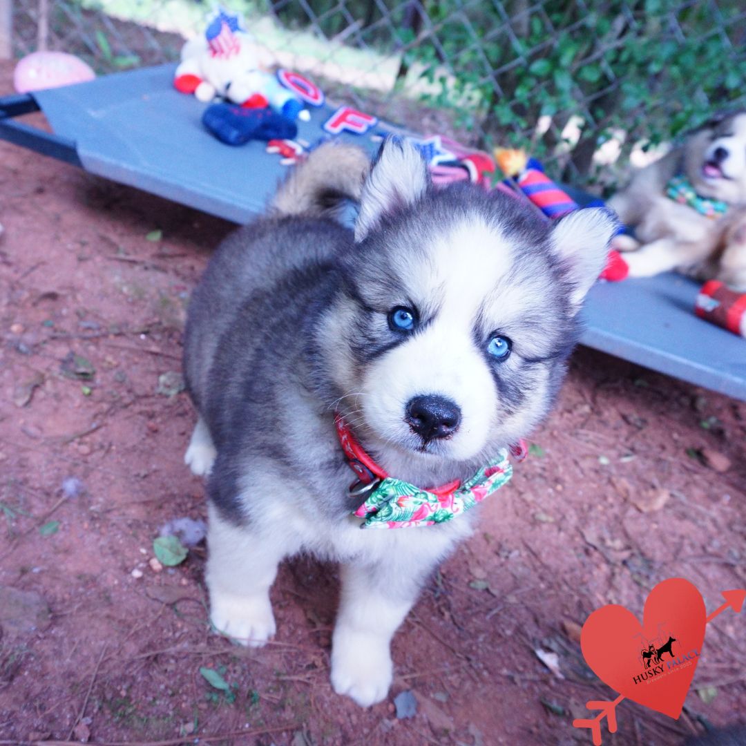 AKC Siberian Husky Puppies