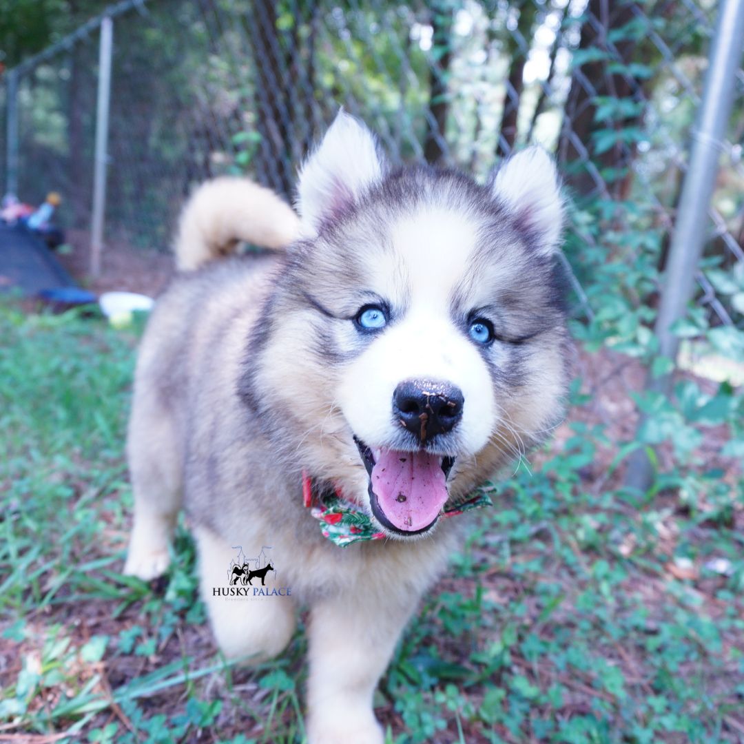 AKC Siberian Husky Puppies wilson