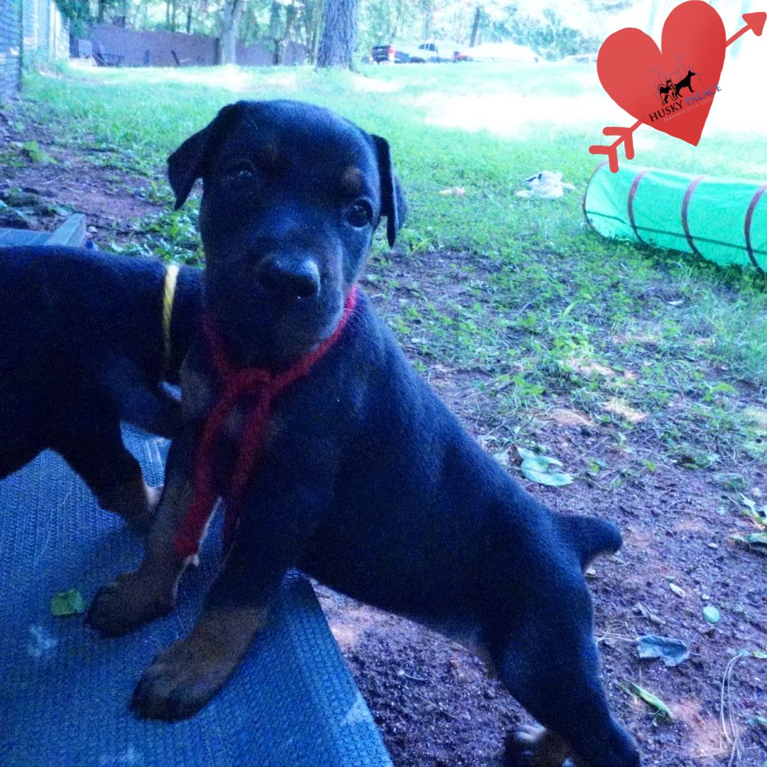 Black/rust Doberman Puppy