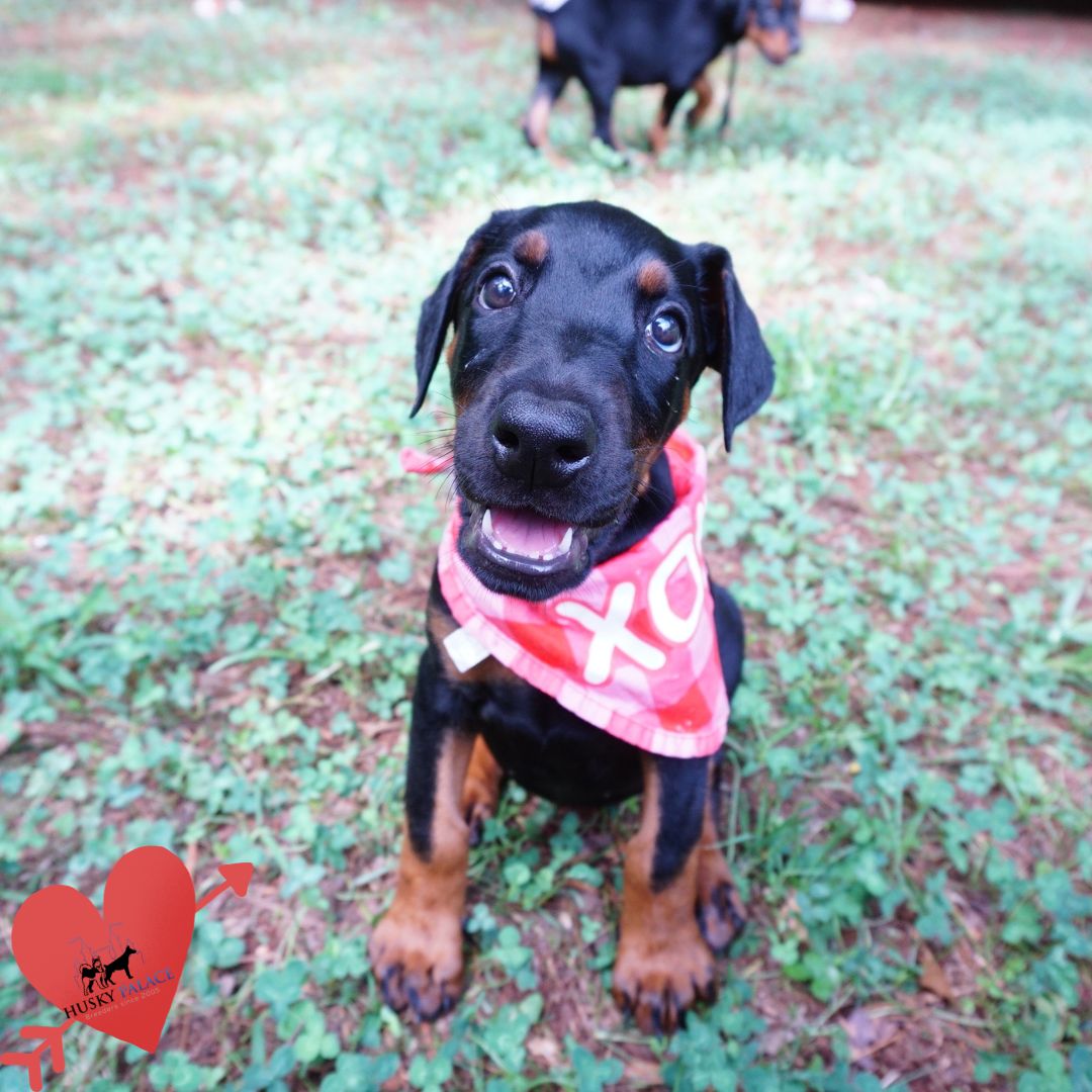 Black/rust Doberman Puppy