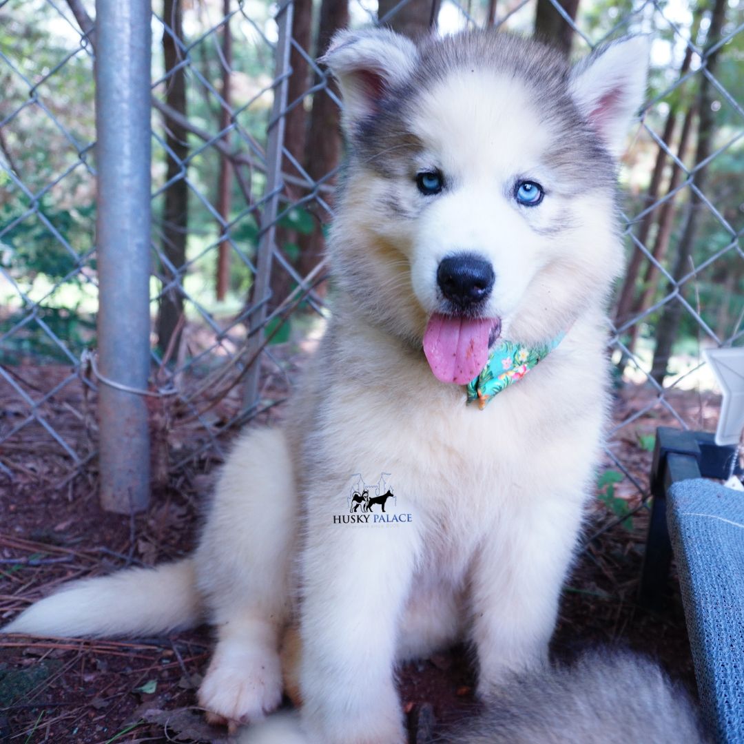 Black:white Huskies old fort