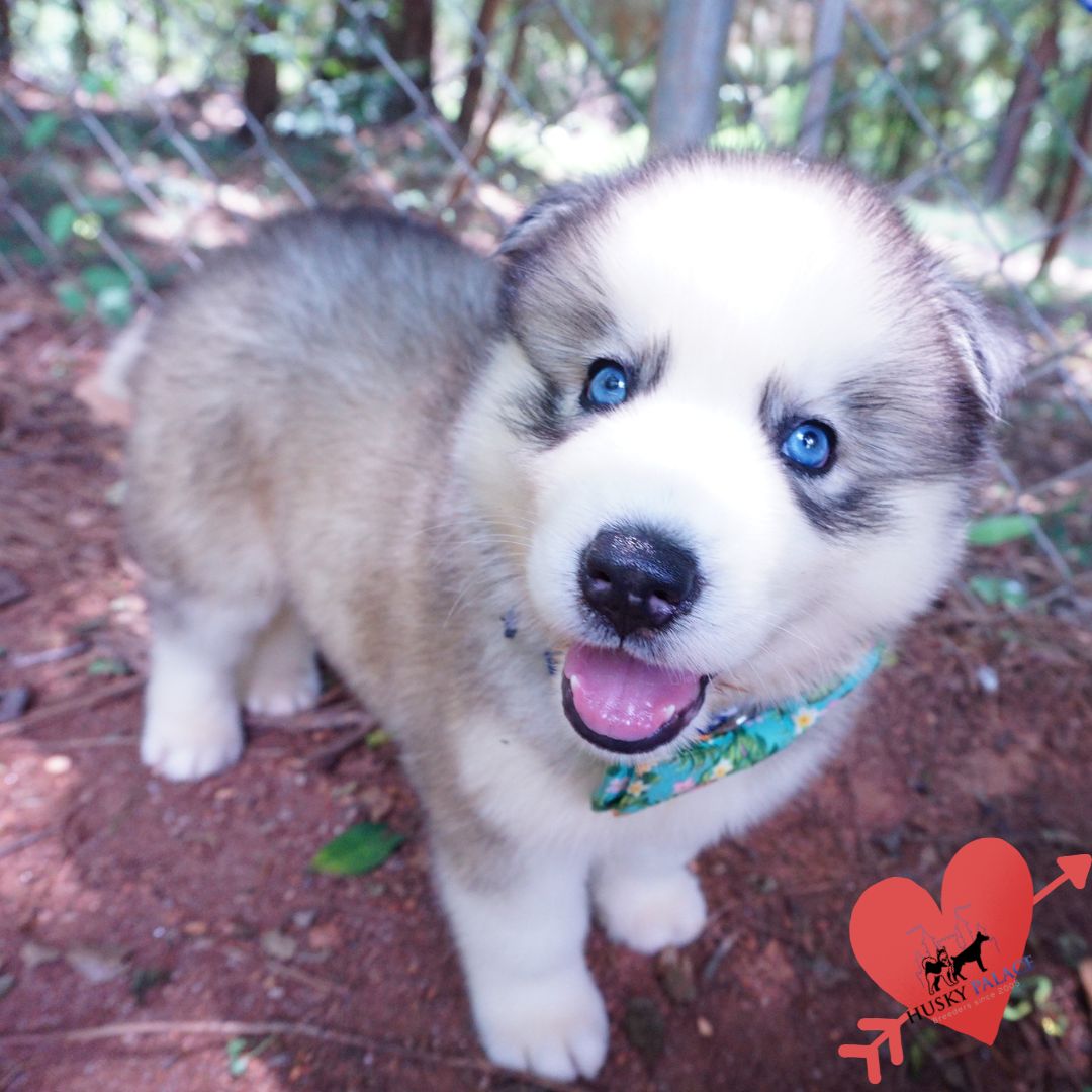 Black:white Huskies