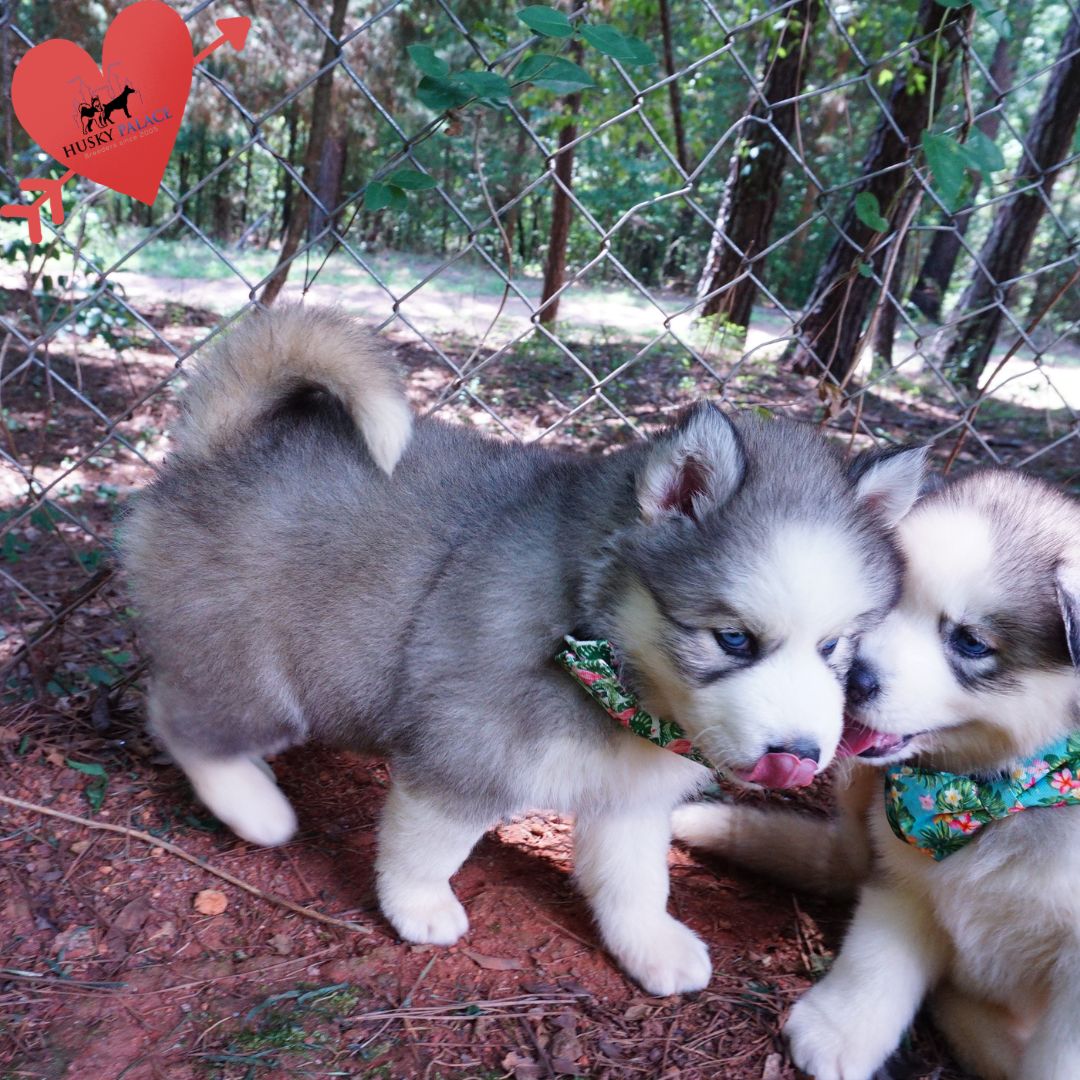 Black:white Husky anderson Black/white Husky