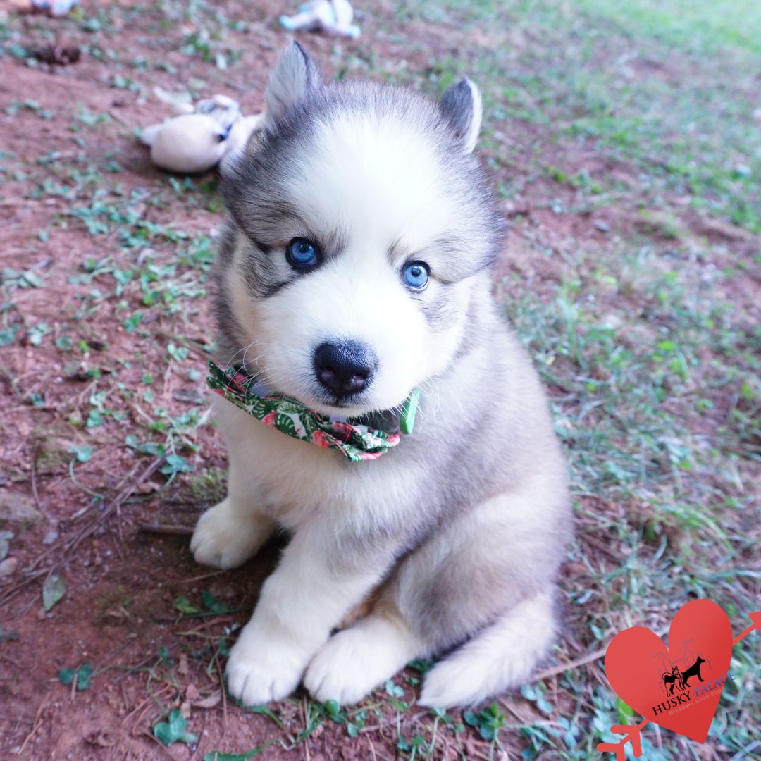 Black:white Husky charleston Black/white Husky
