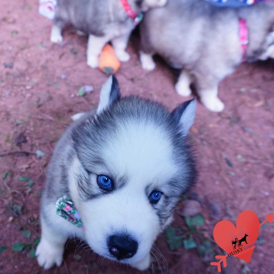 Black:white Husky columbia Black/white Husky