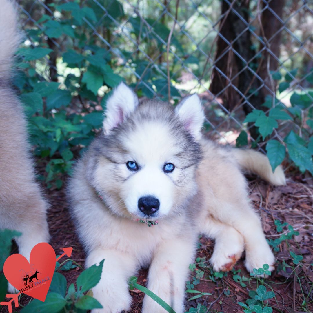 Black:white Husky elizabeth city