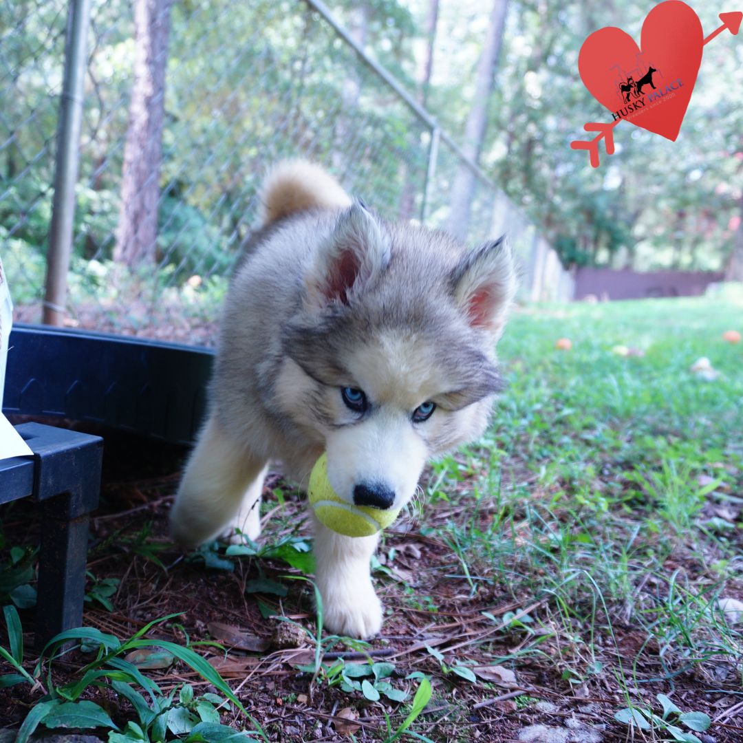 Black:white Husky elkin Black:white Husky elkin