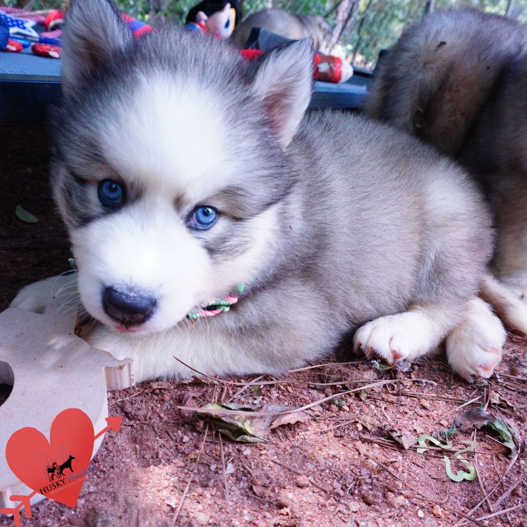 Black:white Husky florence Black/white Husky