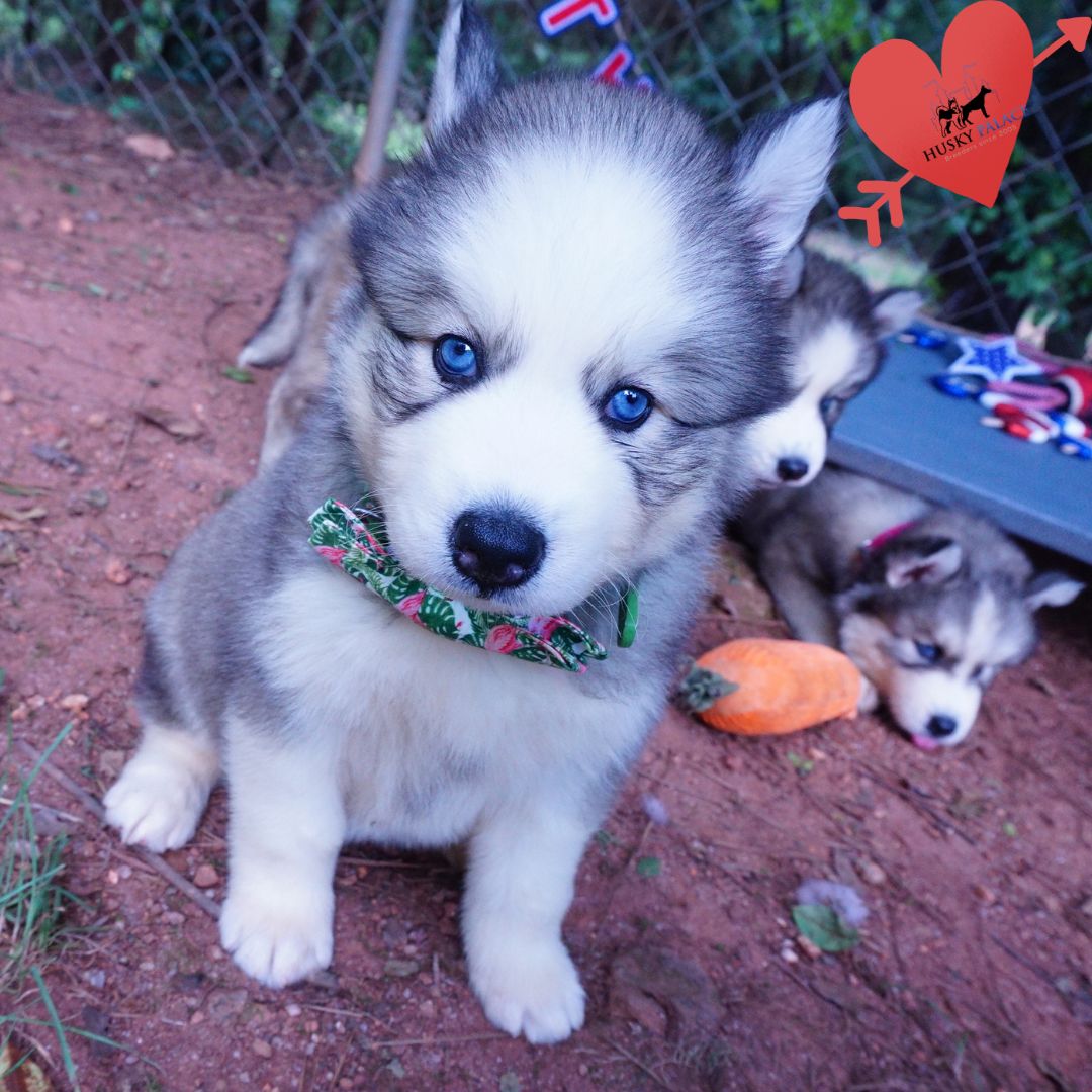 Black:white Husky greenville Black/white Husky