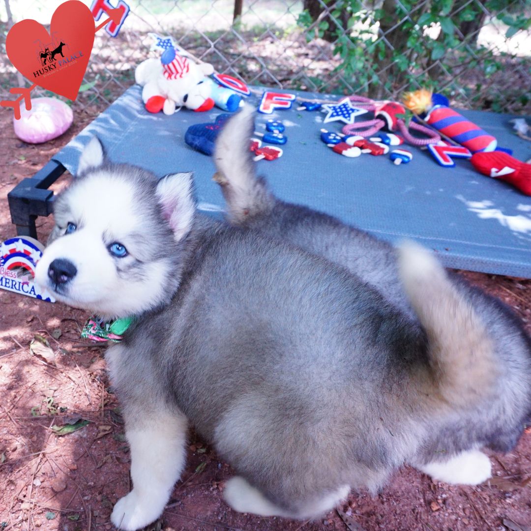 Black:white Husky laurens Black/white Husky