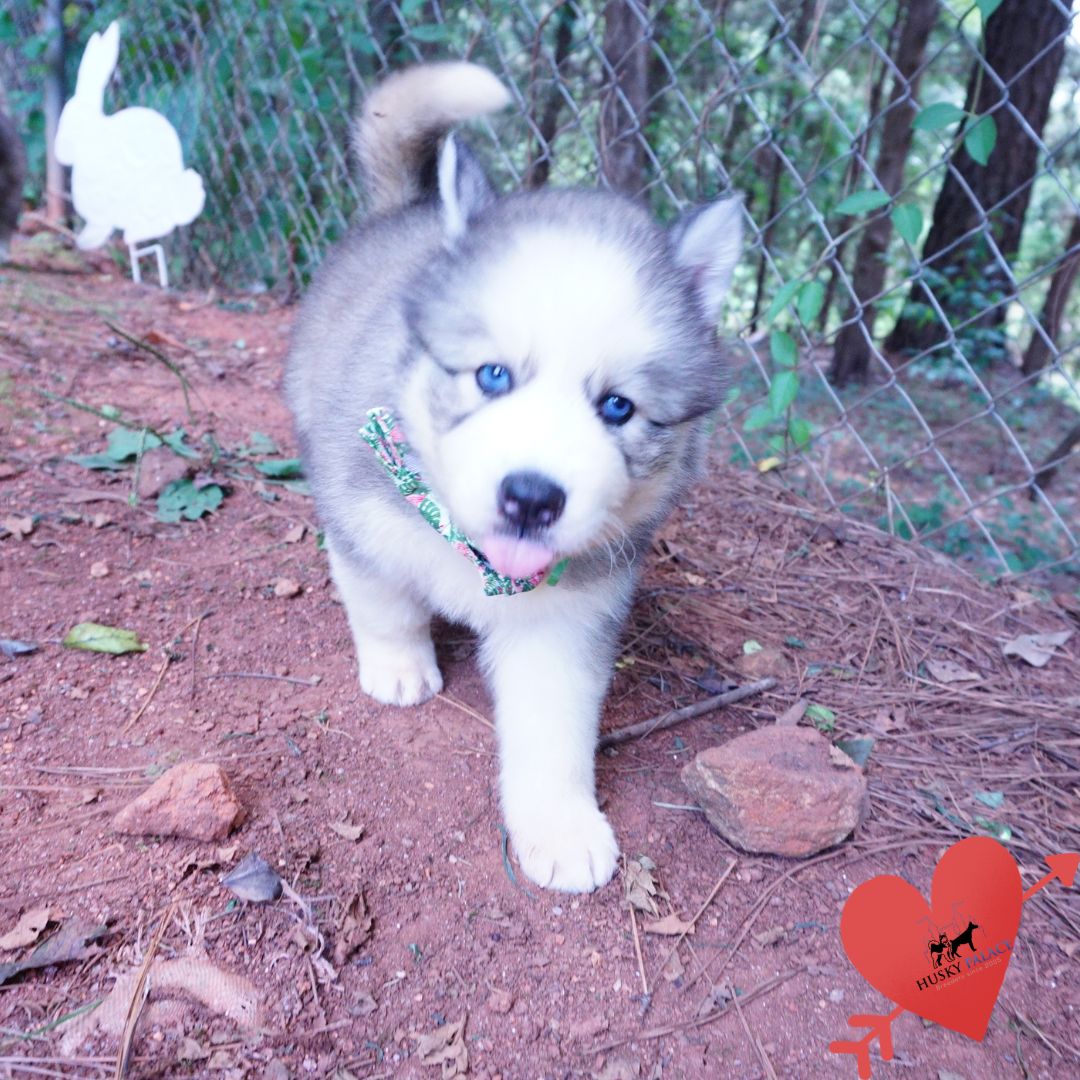 Black:white Husky marietta Black/white Husky