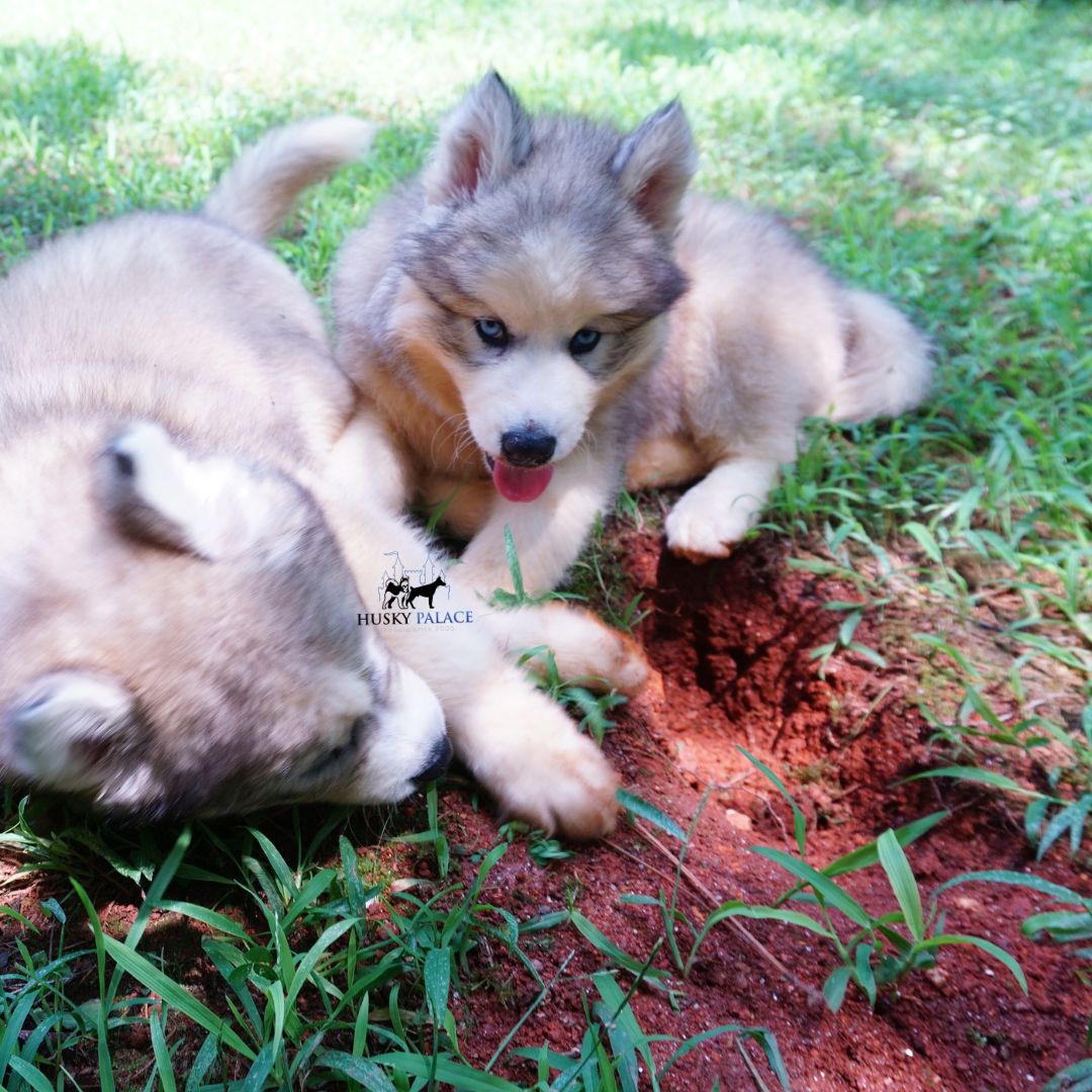 Black:white Husky old fort Black:white Husky old fort