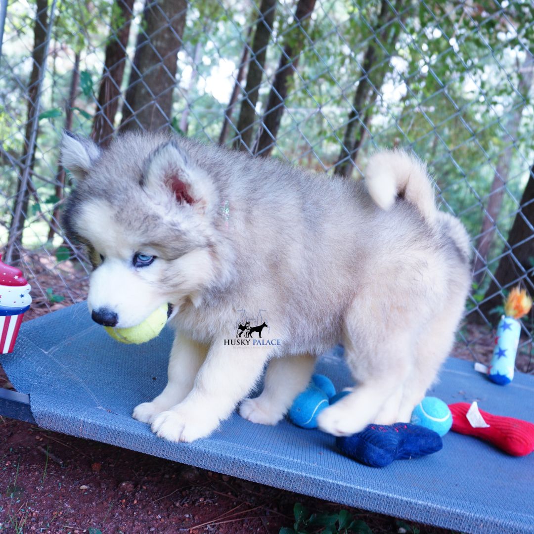 Black:white Husky roaring river Black:white Husky roaring river