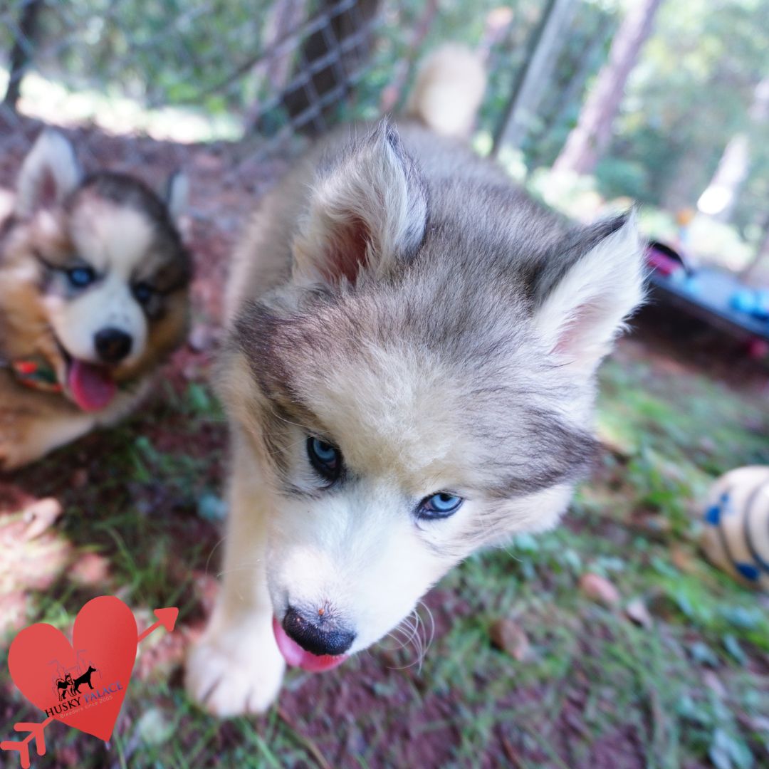 Black:white Husky sanford Black:white Husky sanford
