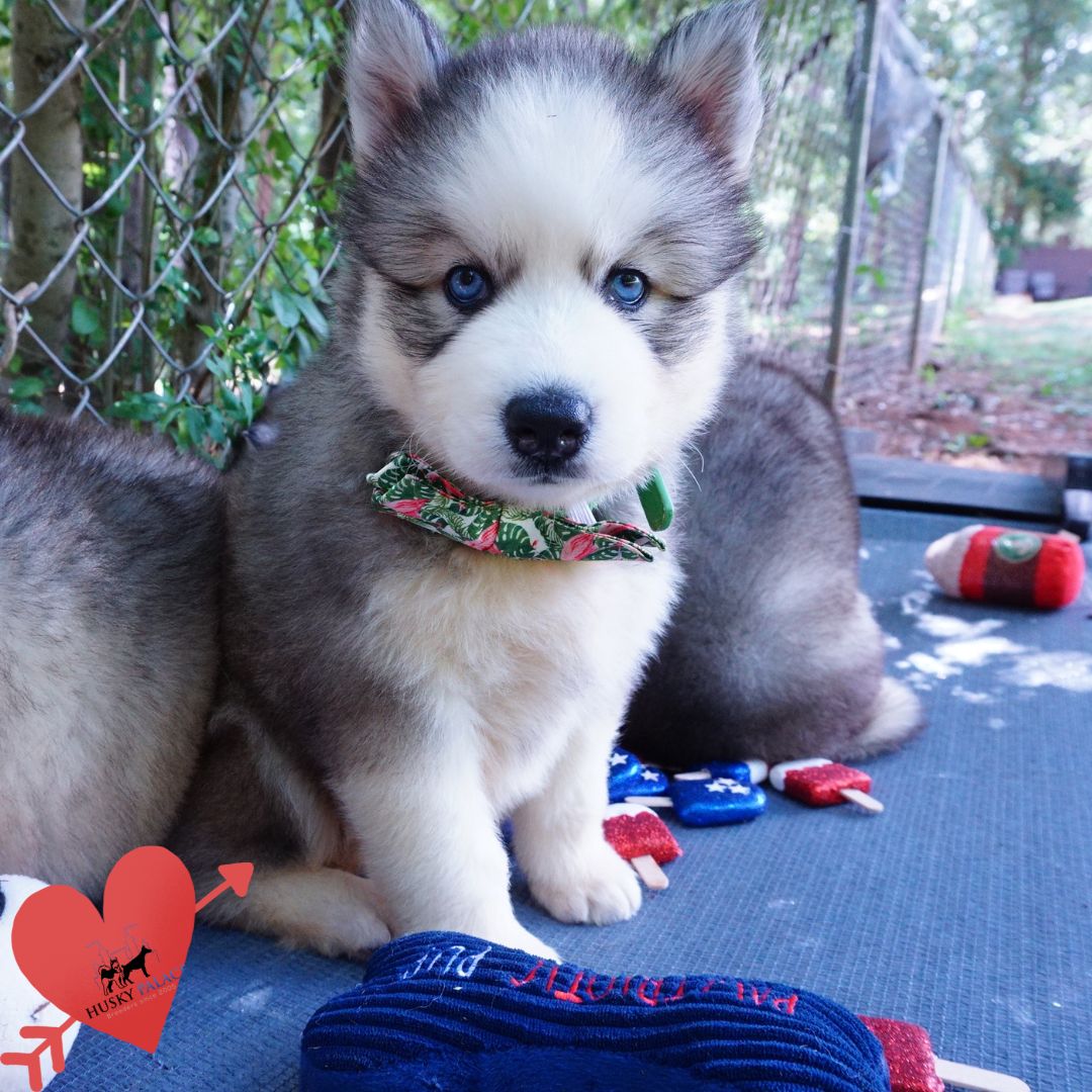 Black:white Husky spartanburg Black/white Husky
