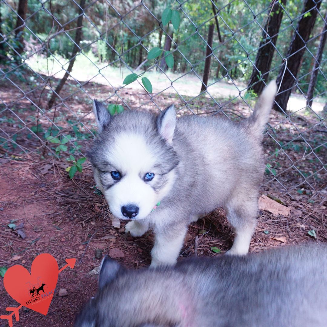 Black:white Husky taylors Black/white Husky