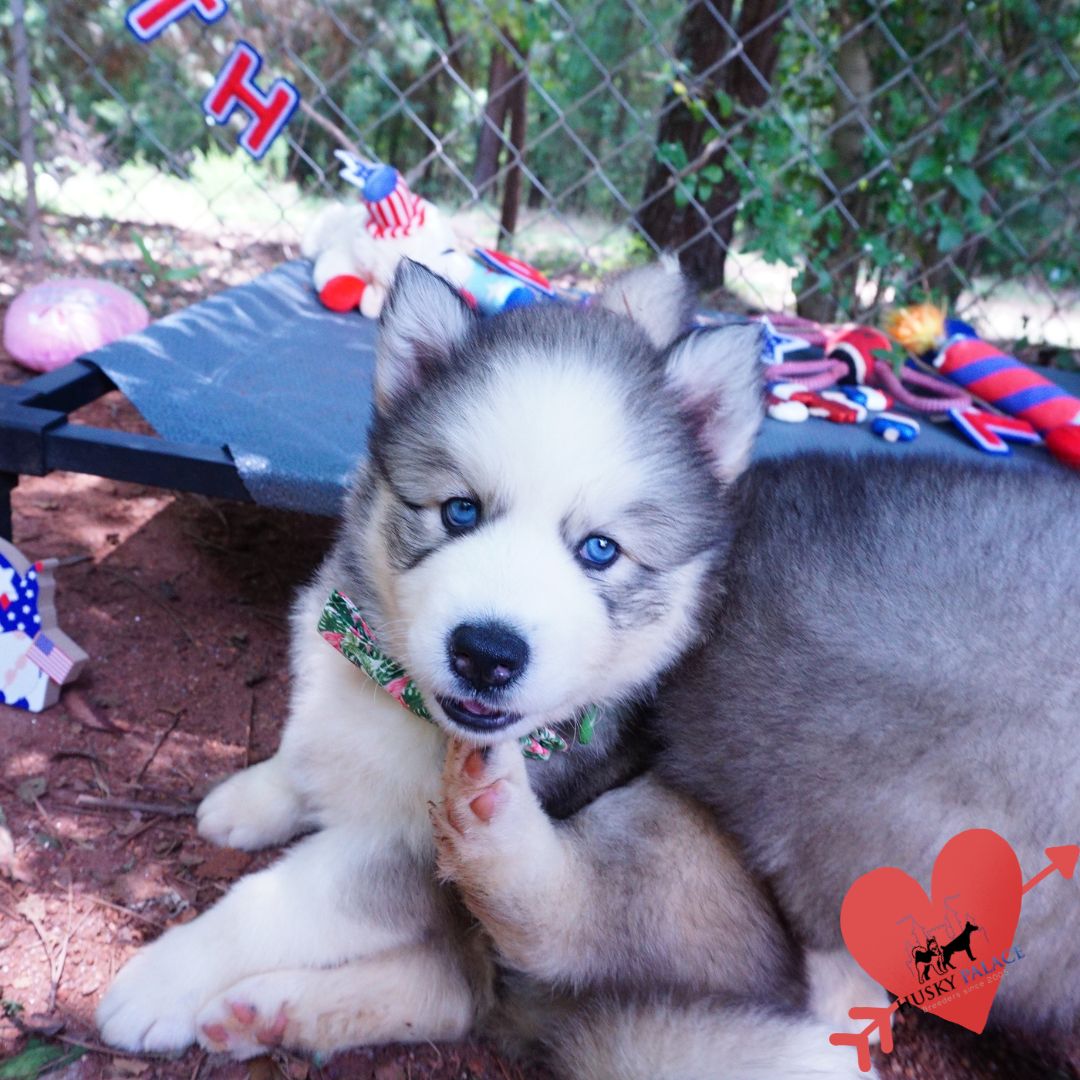 Black/white Husky