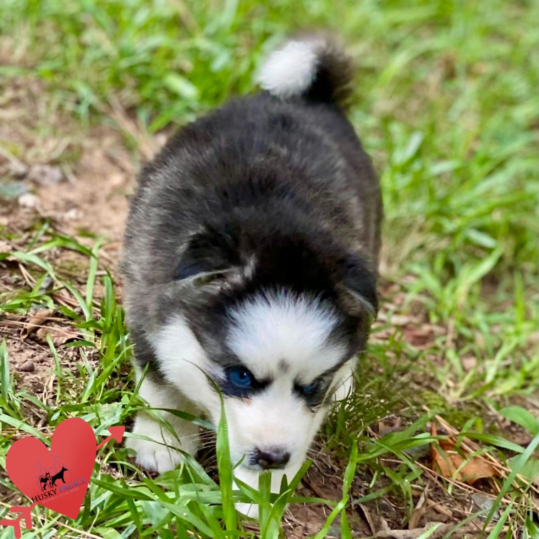 Black:white Siberian Husky dallas Black/white Siberian Husky