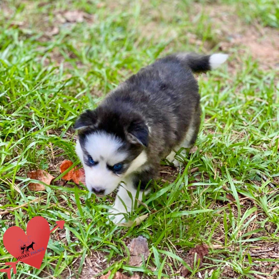 Black:white Siberian Husky elizabeth city Black/white Siberian Husky