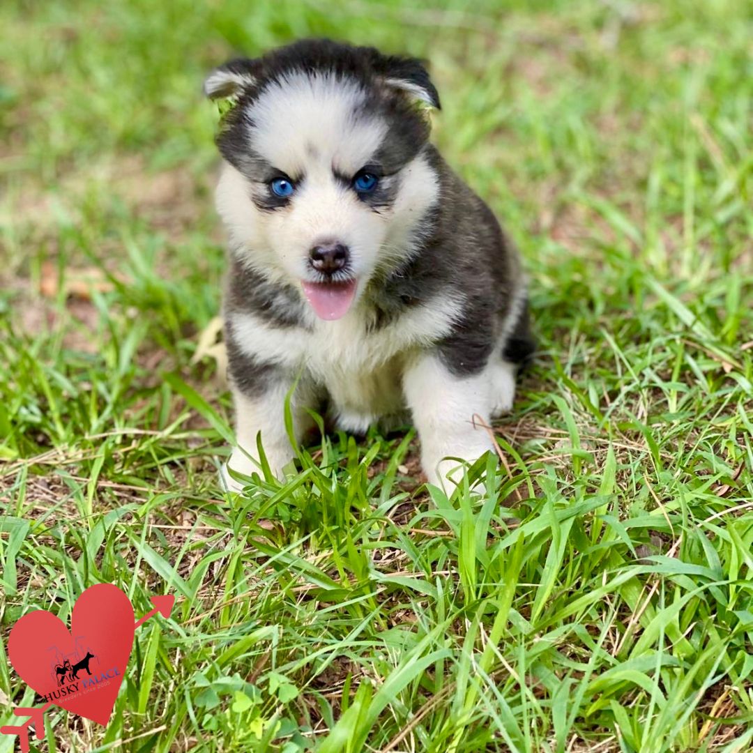 Black:white Siberian Husky old fort Black/white Siberian Husky