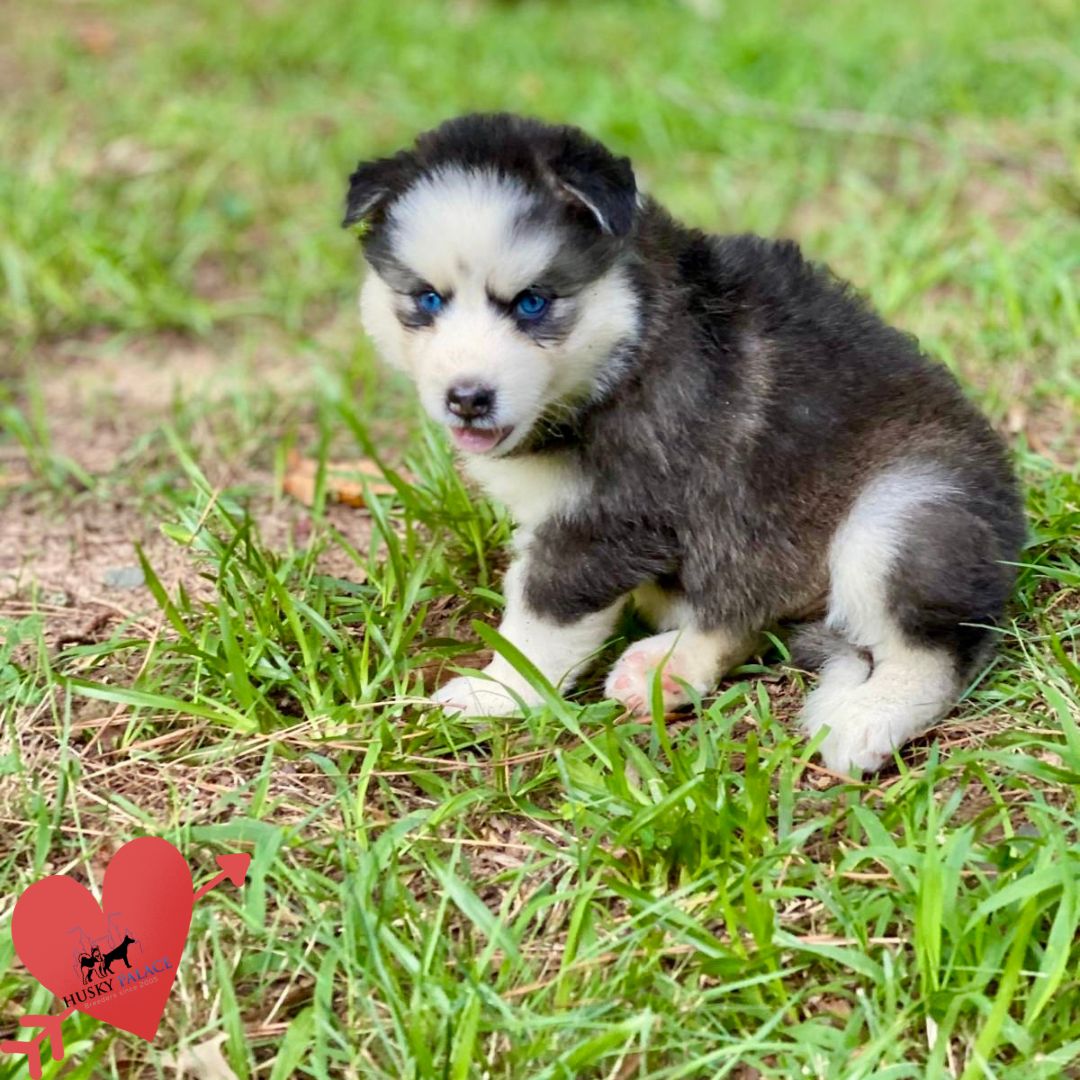 Black:white Siberian Husky wilson Black/white Siberian Husky