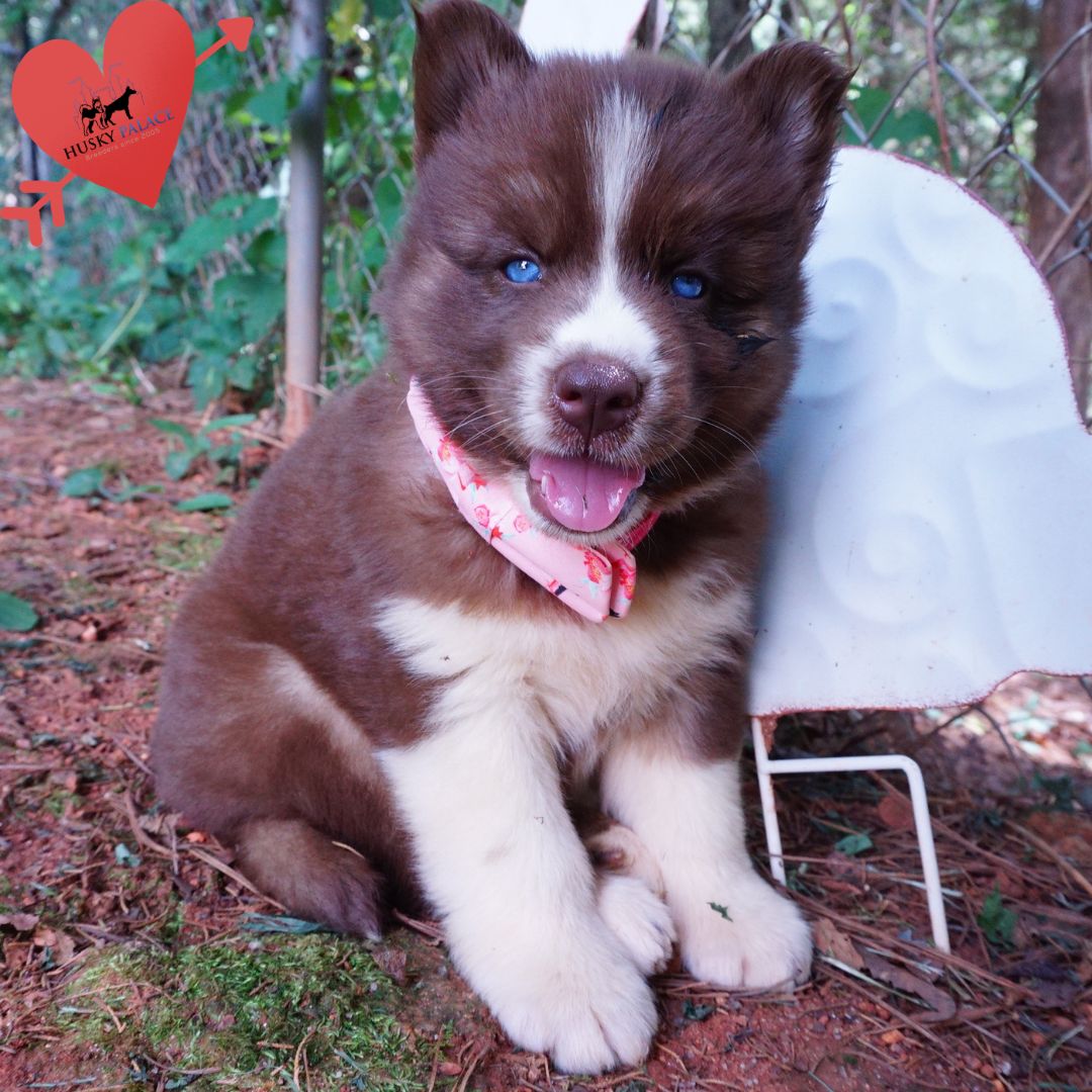 Copper Siberian Husky