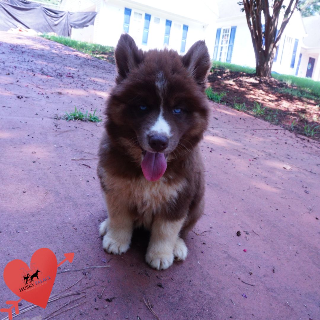 Copper Siberian Husky asheboro Copper Siberian Husky asheboro