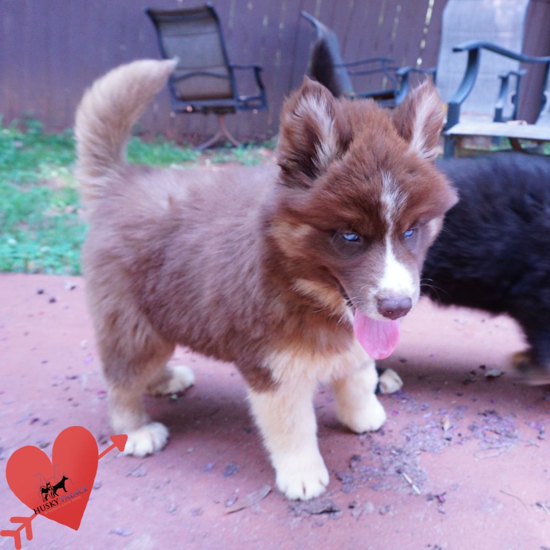 Copper Siberian Husky charlotte Copper Siberian Husky charlotte