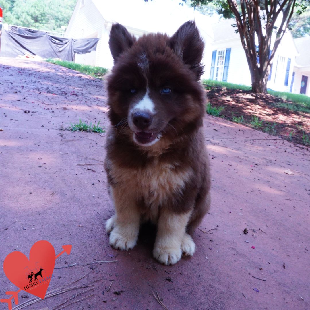 Copper Siberian Husky concord Copper Siberian Husky concord