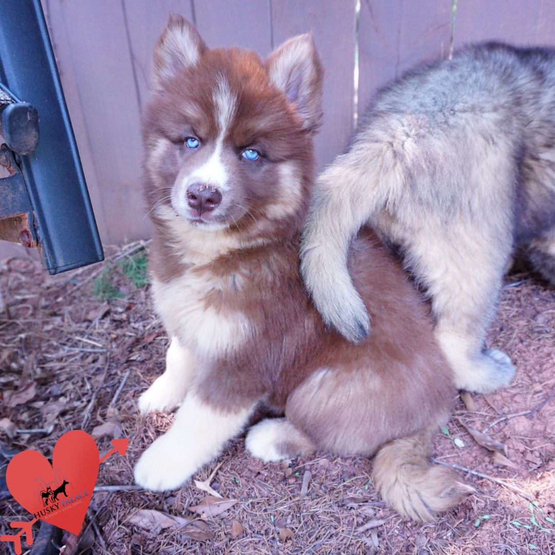 Copper Siberian Husky dallas