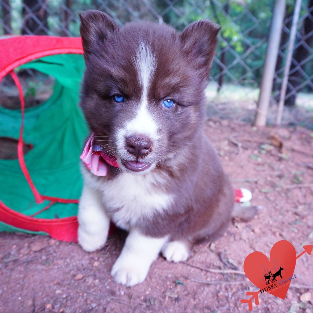 Copper Siberian Husky florence Copper Siberian Husky