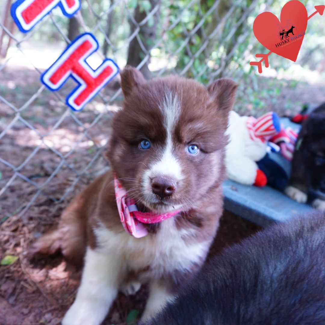 Copper Siberian Husky greenville Copper Siberian Husky