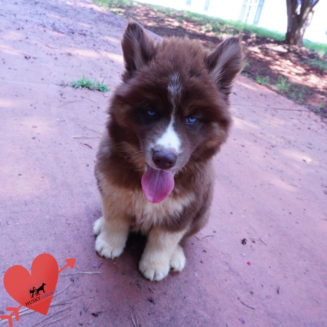 Copper Siberian Husky iron station Copper Siberian Husky iron station