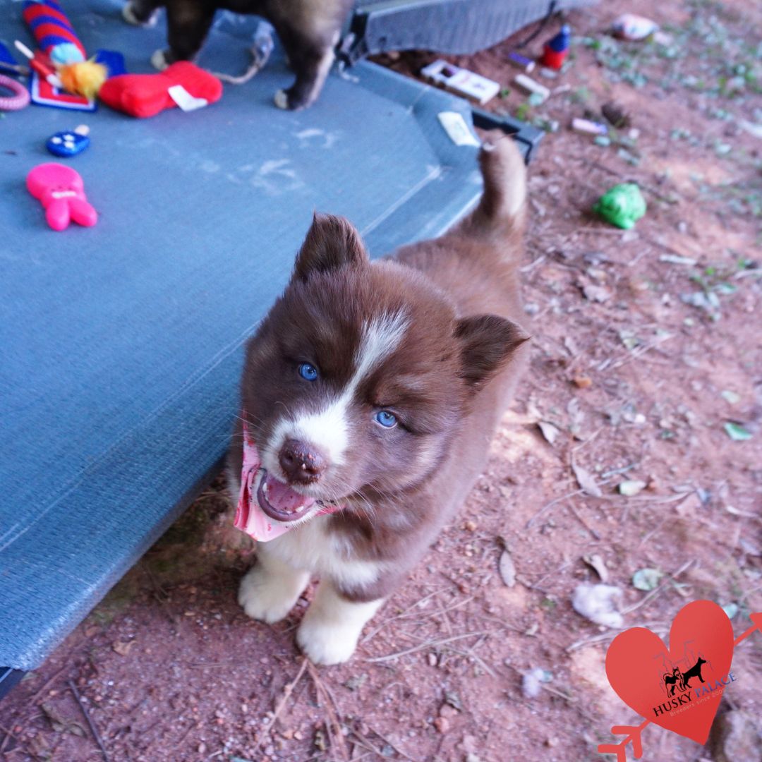 Copper Siberian Husky laurens Copper Siberian Husky