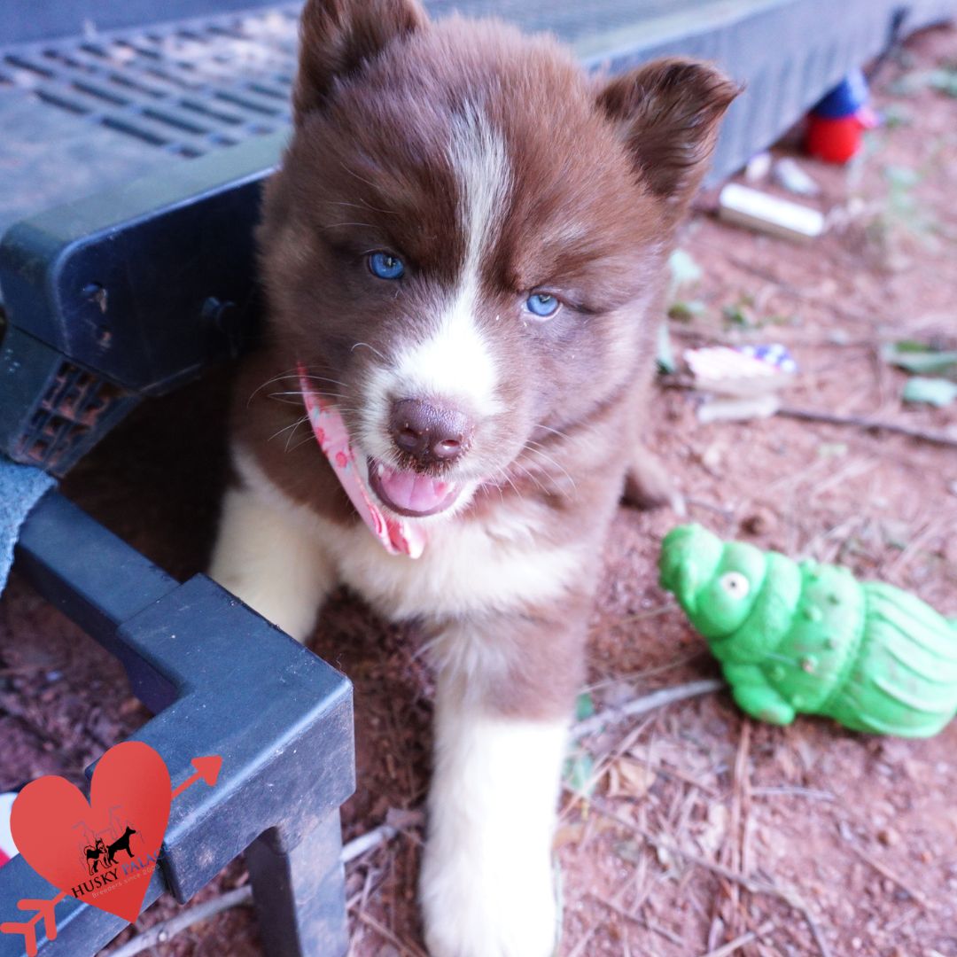 Copper Siberian Husky mariettta Copper Siberian Husky